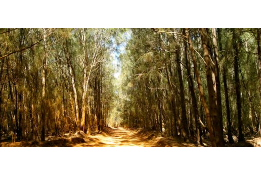 Kanepuu Preserveration