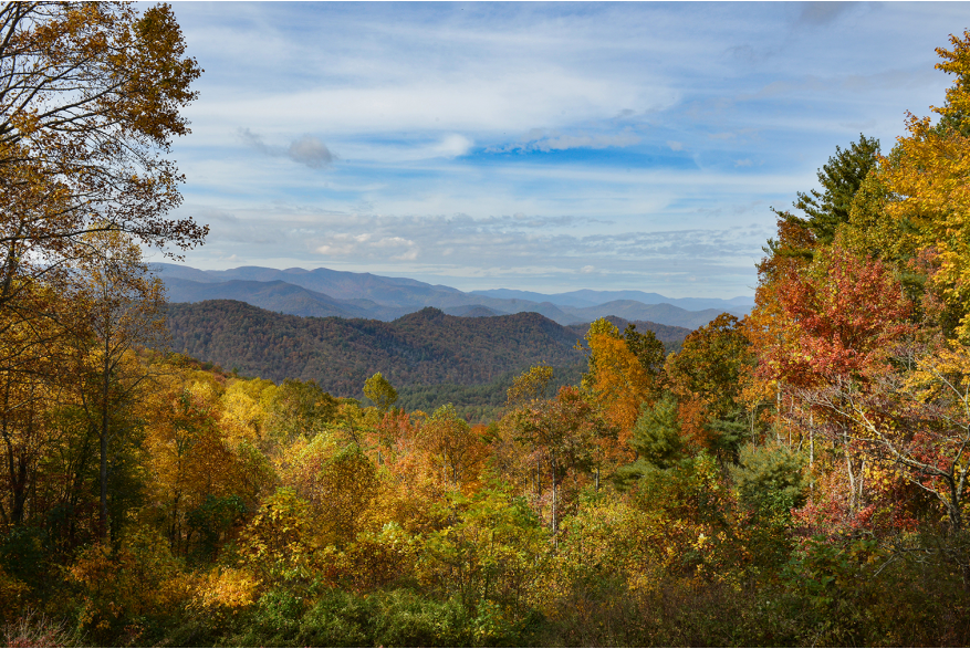 Fall Colors