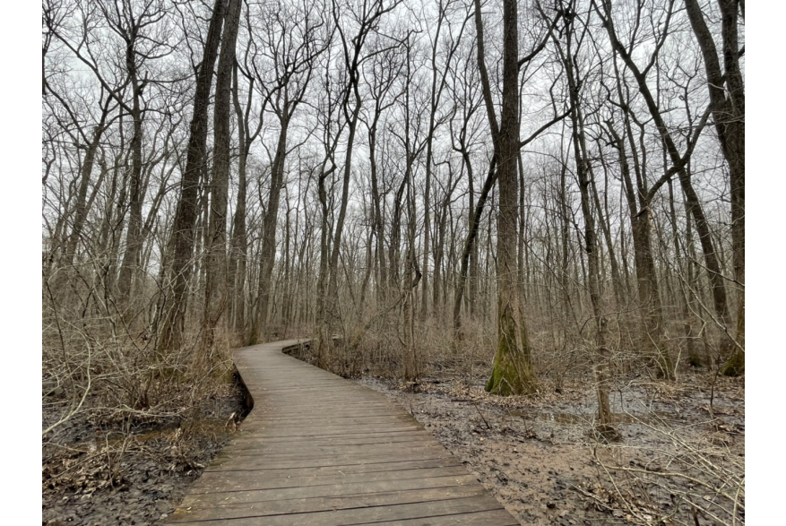 Beaverdam Boardwalk