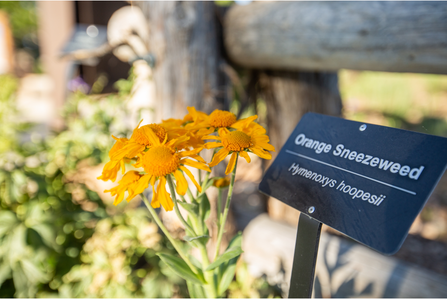 Cedar Breaks National Monument Wildflower Festival
