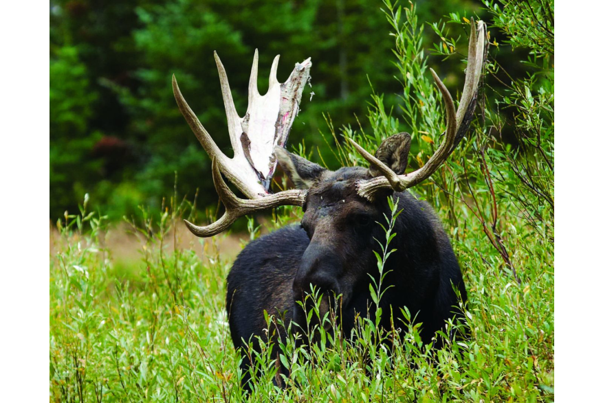 Grand Teton National Park Moose