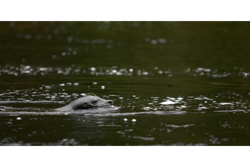 Harbor seal swimming