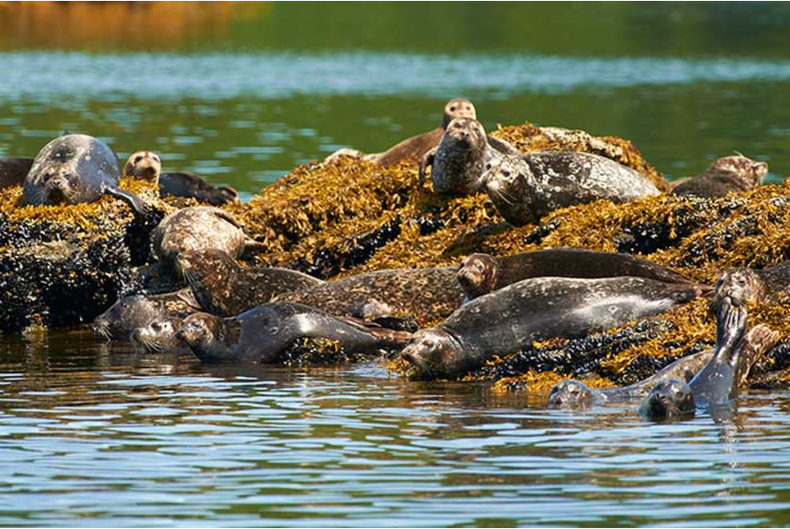 Seals sunning