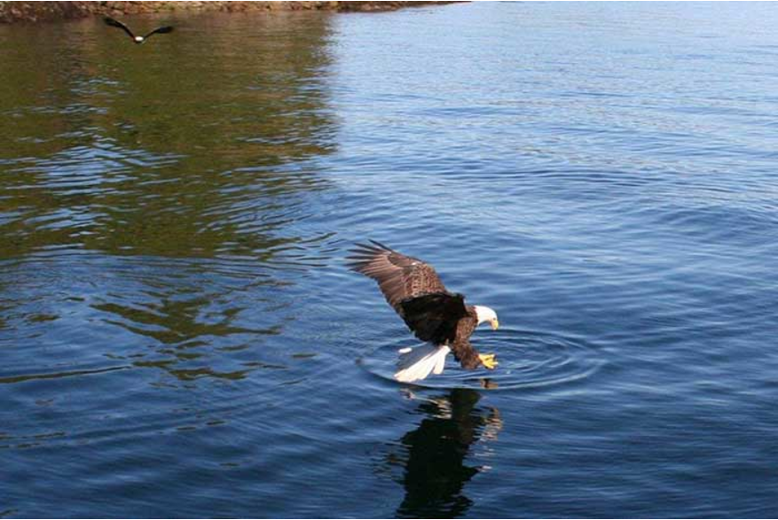 bald eagle going for a fish