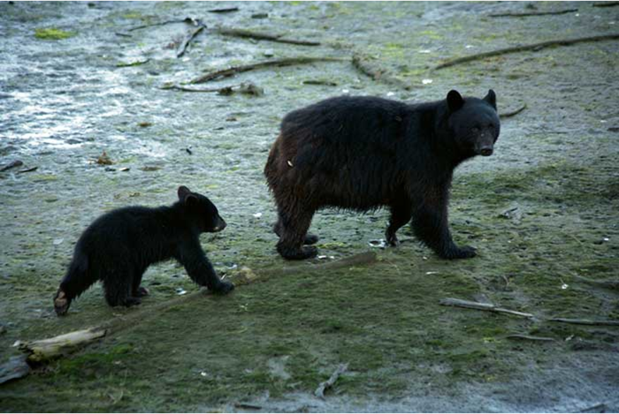Black bear and cub