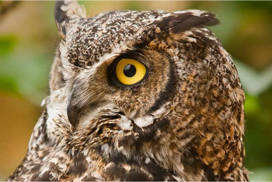 Great horned owl