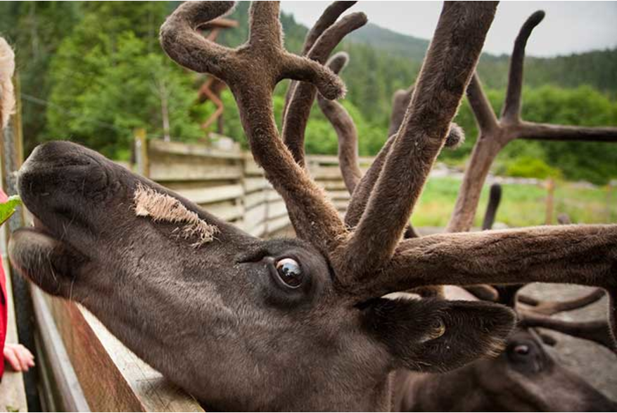 Feeding a reindeer