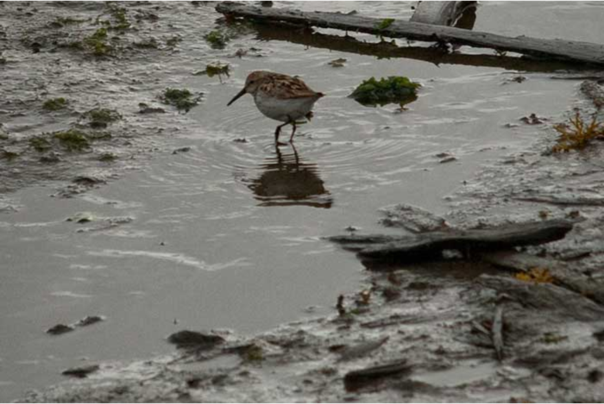 Sandpiper