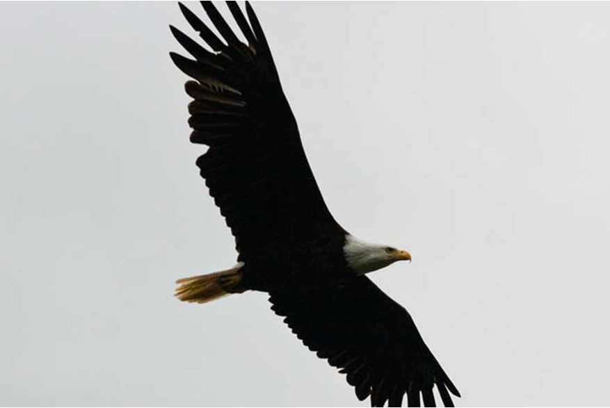 Bald eagle