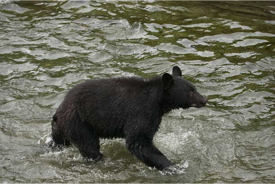 Black bear in water