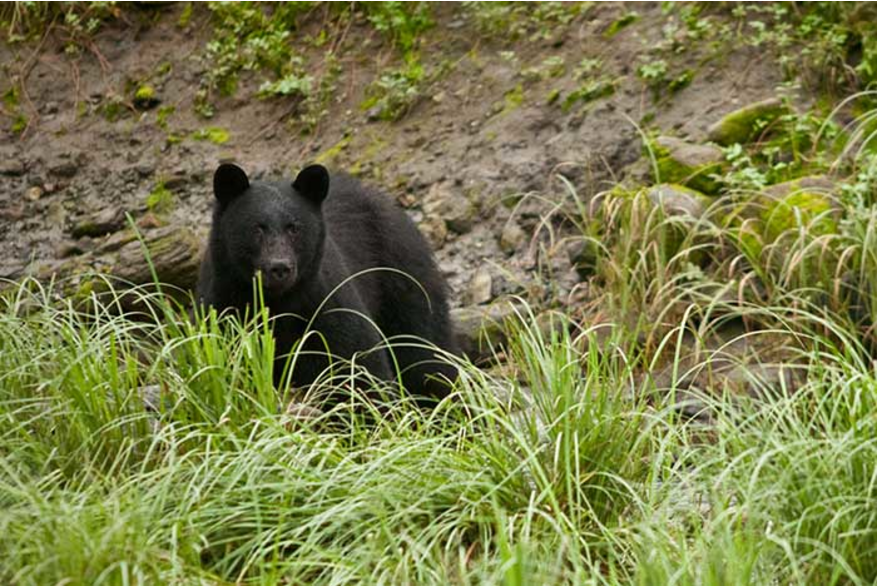 Black bear