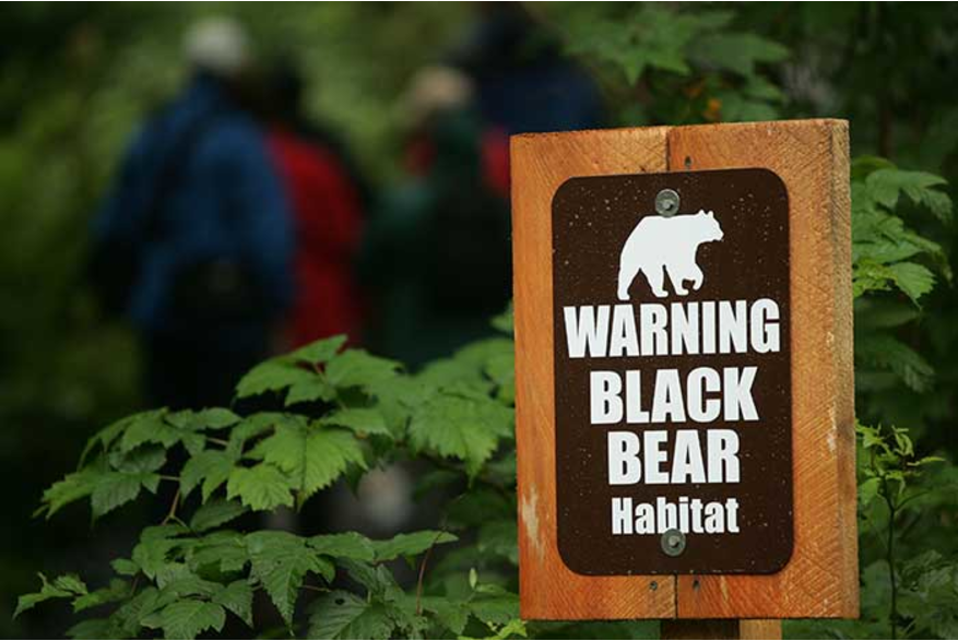 Black bear sign