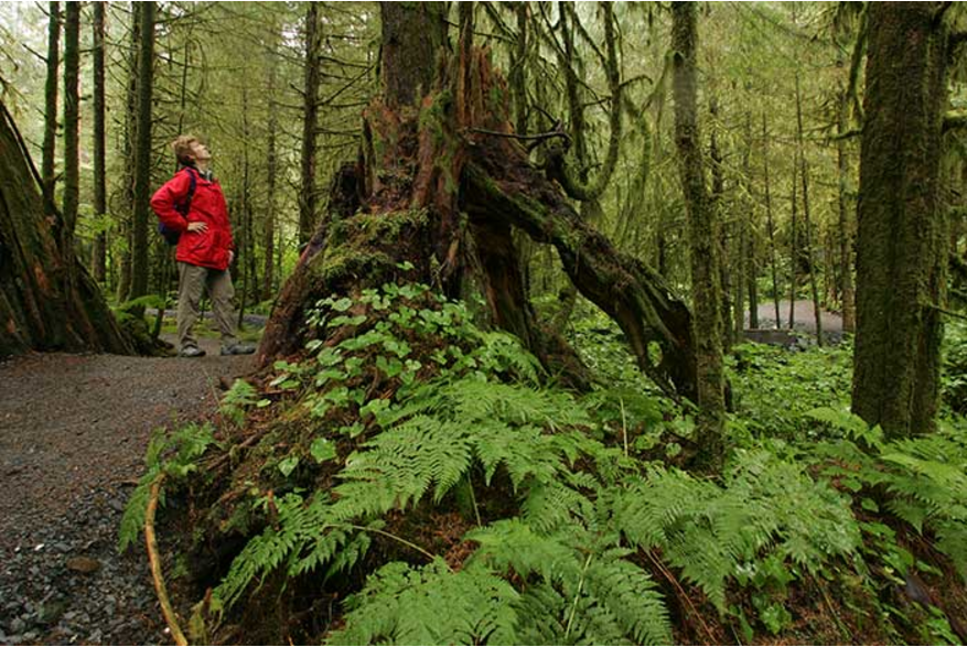 Many trails wind through the rainforest