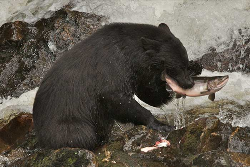 Black bear fishing