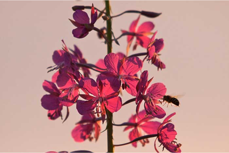 Fireweed blooms in summer throughout Alaska