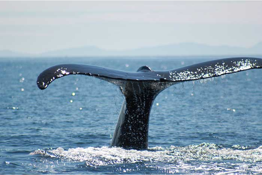 Humpback whale tail