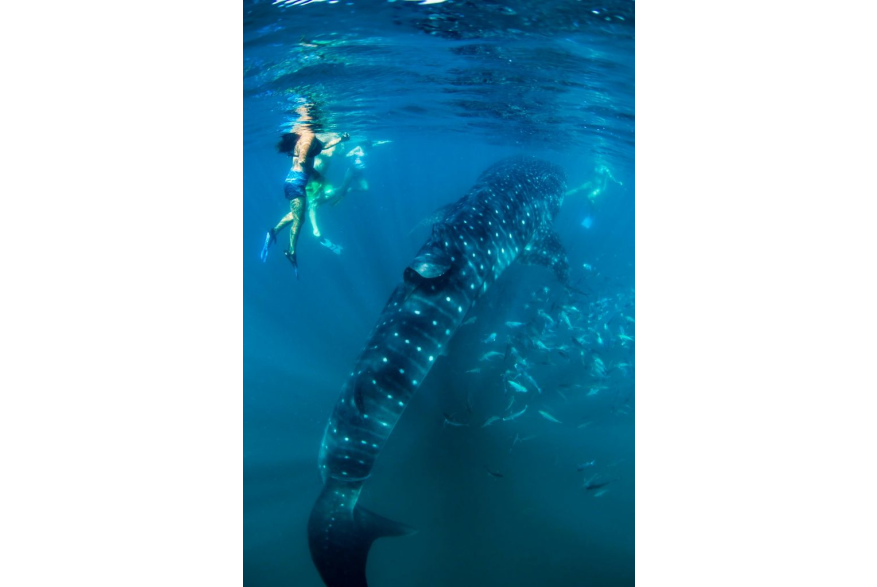 swimming with whale shark