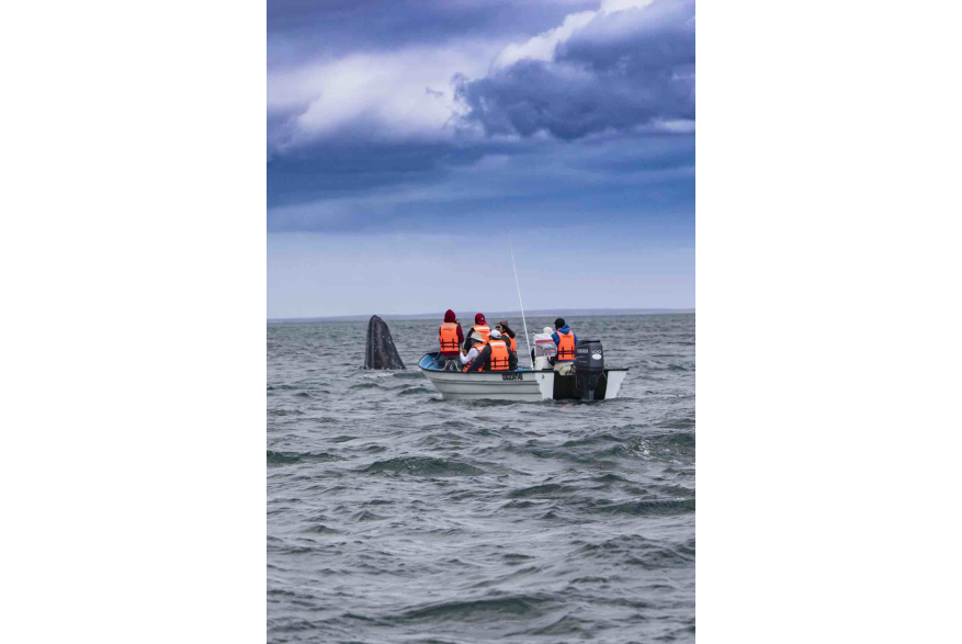 ballenas-puerto-chale-la-paz