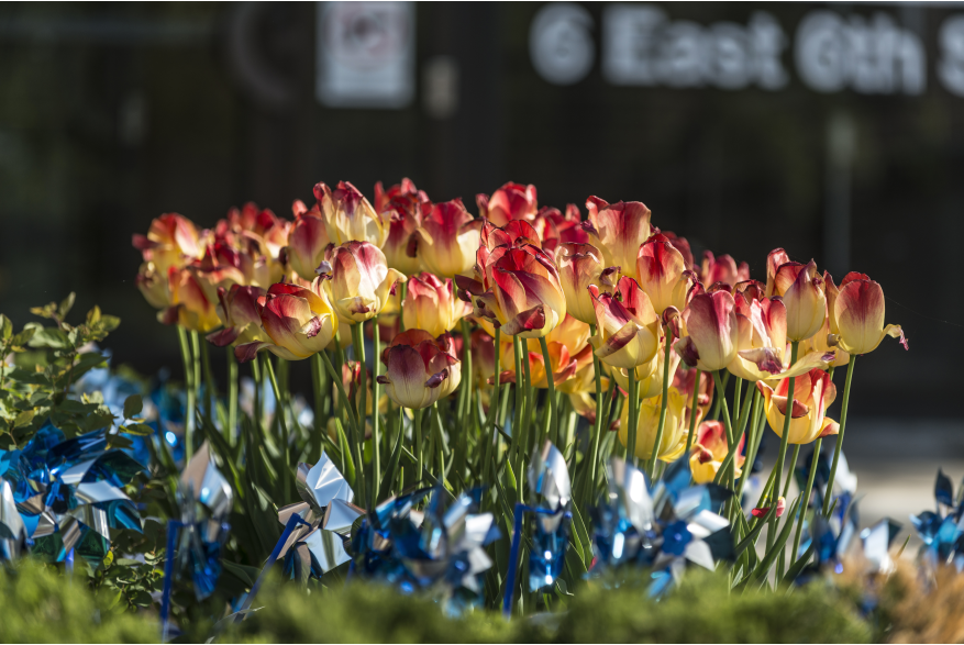 Spring flowers in Downtown Lawrence, Kansas