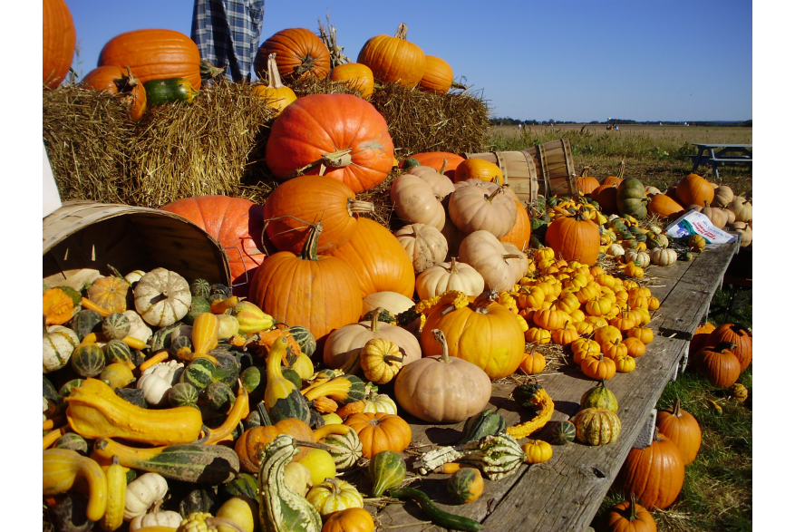 North Fork  Attractions  Misc farms  Pumpkins  October_a61 2015older.jpg