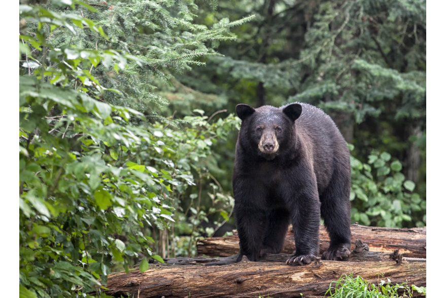 Image of a Black Bear, found in the Upper Peninsula of Michigan
