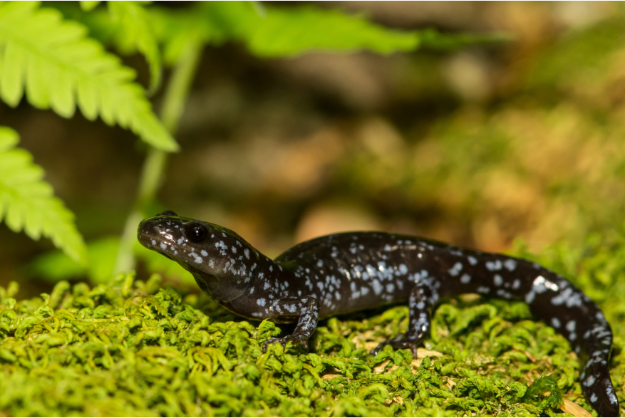 Image of a Blue Salamander, found in the Upper Peninsula of Michigan