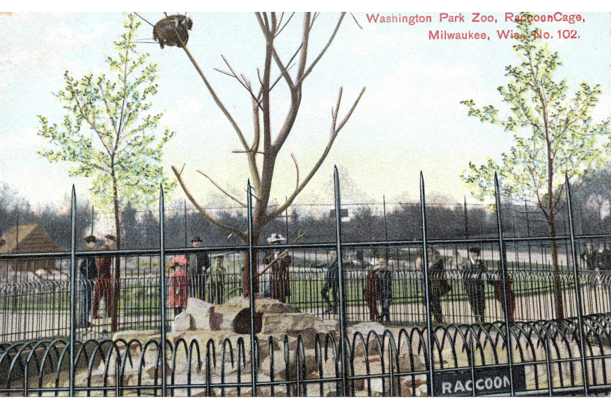 Washington Park Postcard - Raccoon Zoo