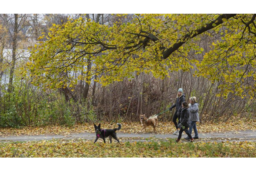 Washington Park - Dog Walks