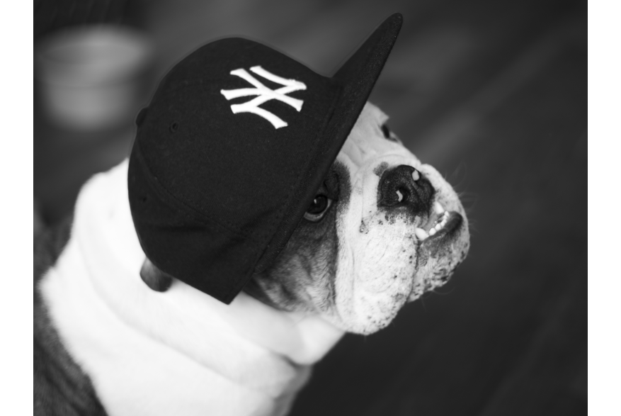 English Bulldog with Yankees Hat