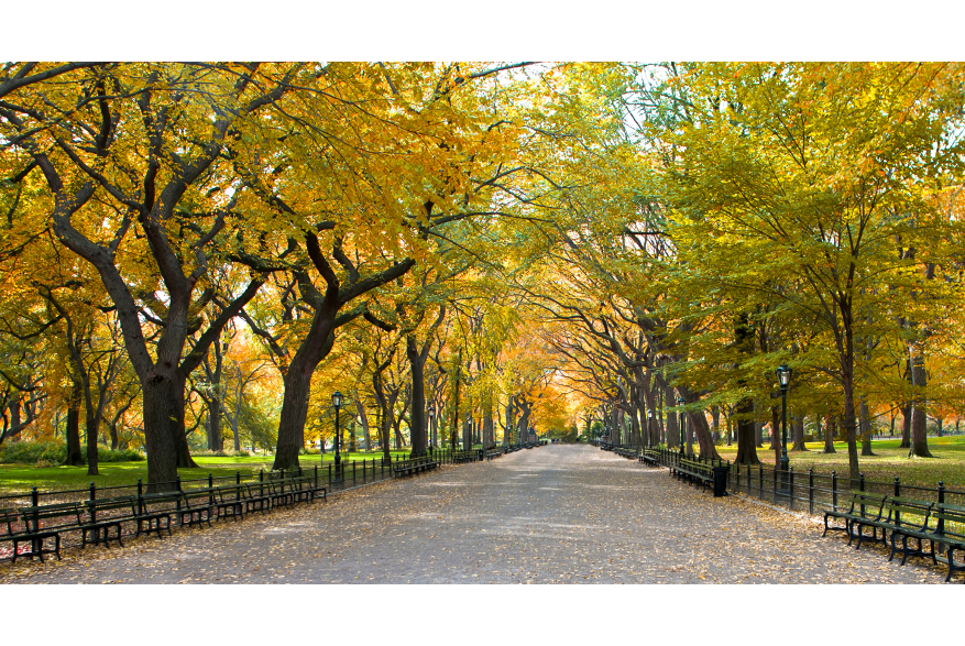 Fall in Central Park