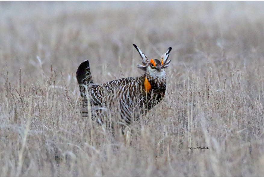 Prairie Chicken