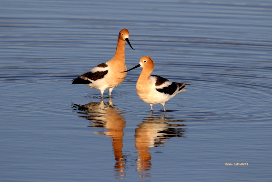 American Avocets Challenging Sandhills Drive