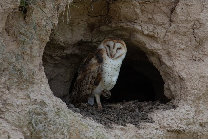 Barn Owl Challenging Sandhills Drive