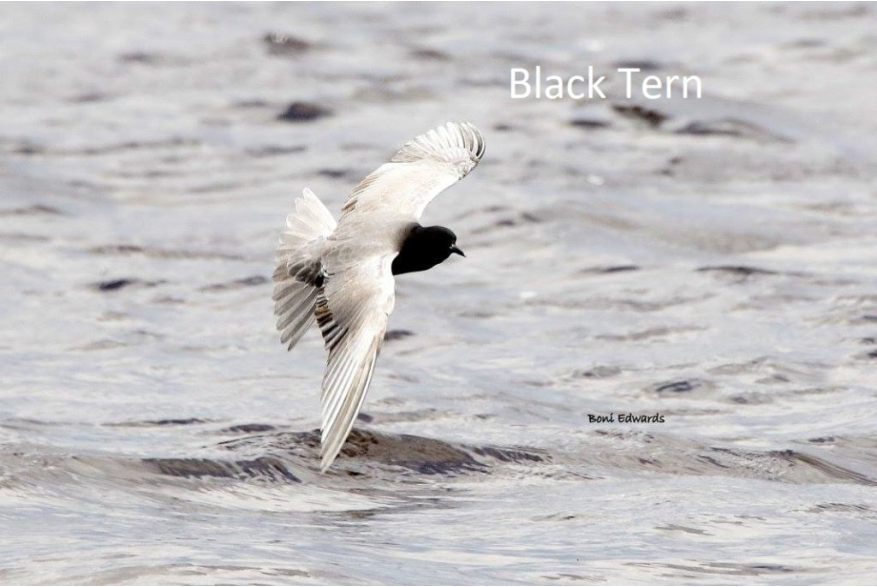 Black Tern Challenging Sandhills Scenic Drive