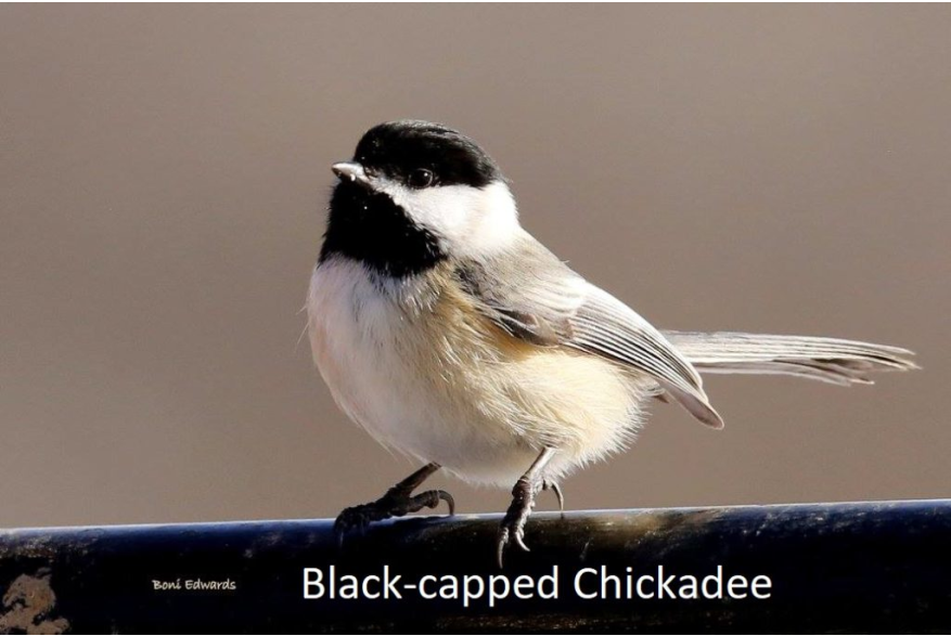 Black Capped Chickadee Challenging Sandhills Scenic Drive