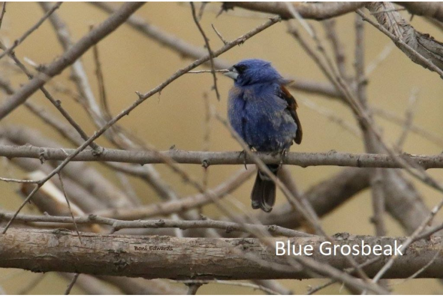 Blue Grosbeak Challenging Sandhills Scenic Drive