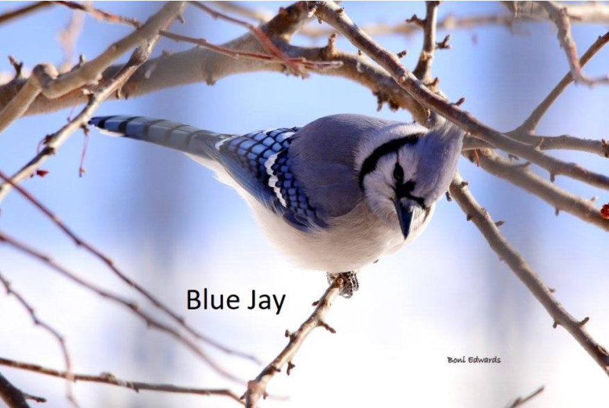 Blue Jay Challenging Sandhills Scenic Drive