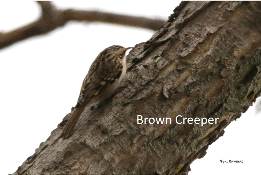 Brown Creeper Cottonwood Canyon Scenic Drive
