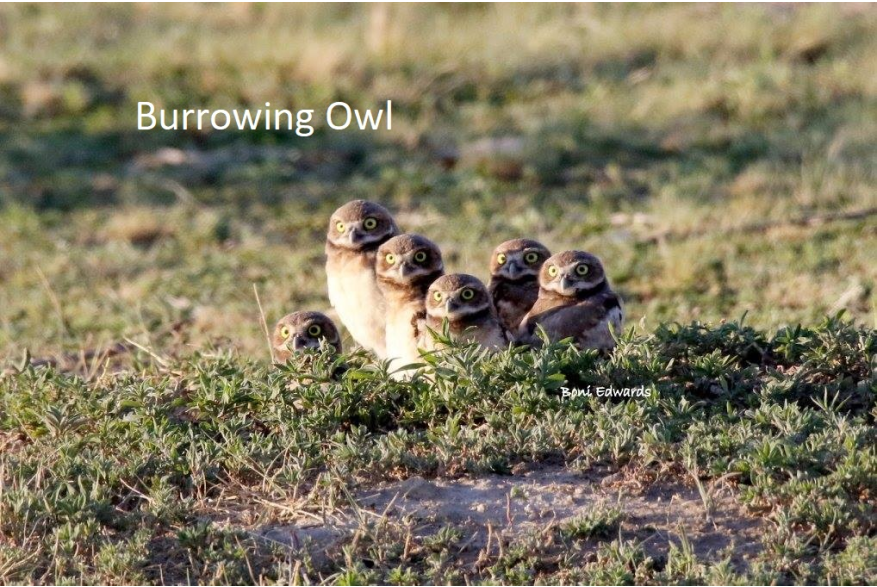 Burrowing Owl Sandhills Scenic Drive