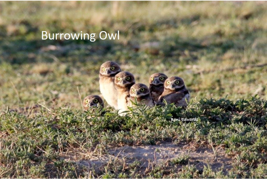 Burrowing Owl Cottonwood Canyon Scenic Drive