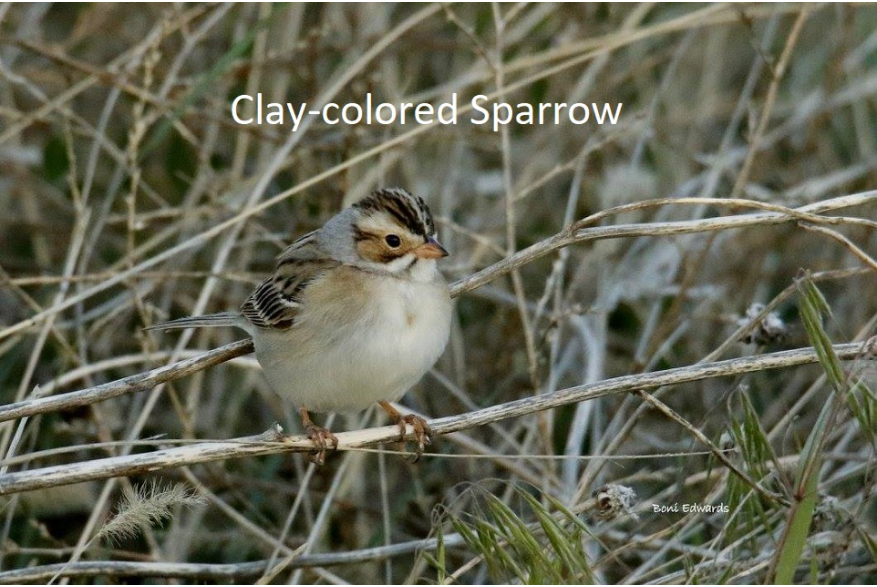 Clay Colored Sparrow Wild Horse Canyon Scenic Drive