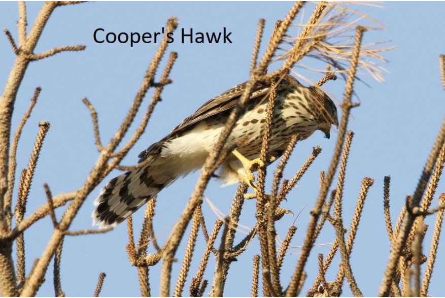 Coopers Hawk Cottonwood Canyon Scenic Drive