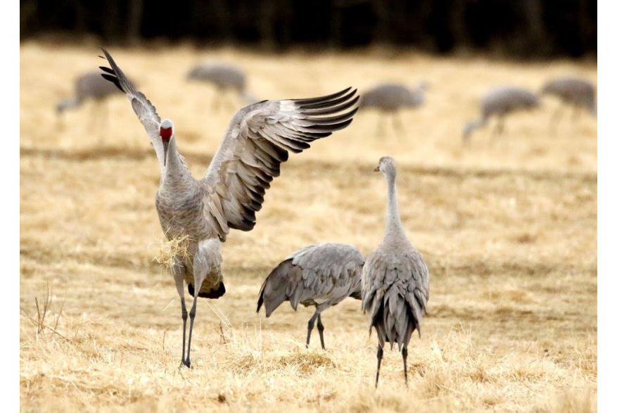 Crane birds in a field