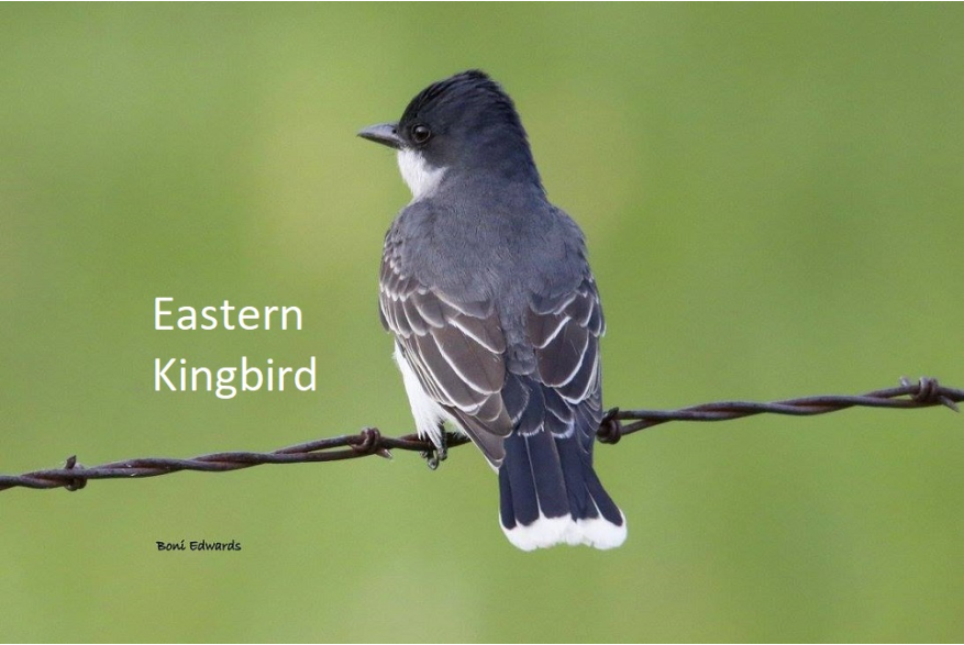 Eastern Kingbird Wild Horse Canyon Scenic Drive