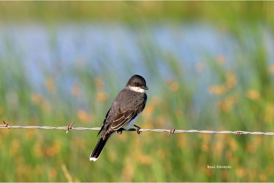 Eastern Kingbird Wild Horse Canyon Scenic Drive