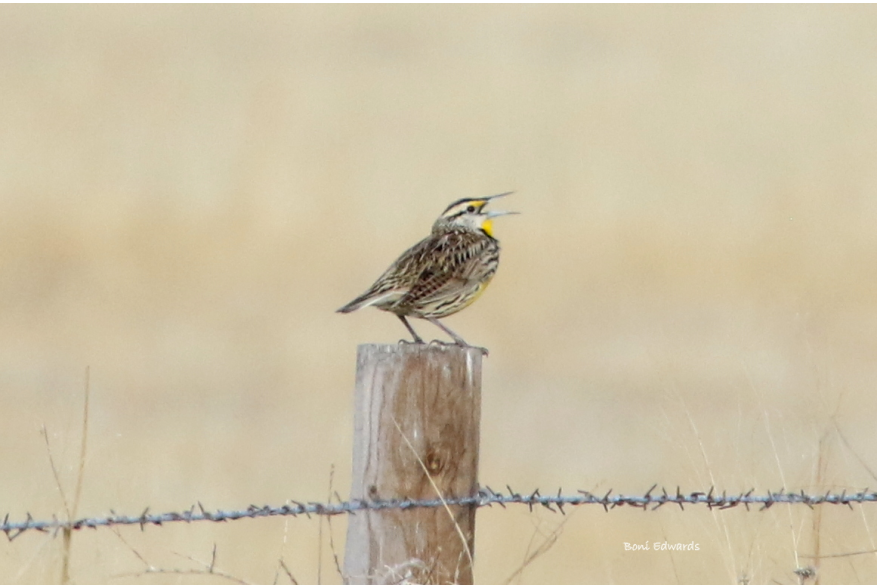 Eastern Meadowlark Wild Horse Canyon Scenic Drive