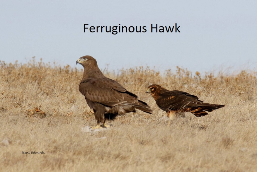 Ferruginous Hawk Cottonwood Canyon Scenic Drive