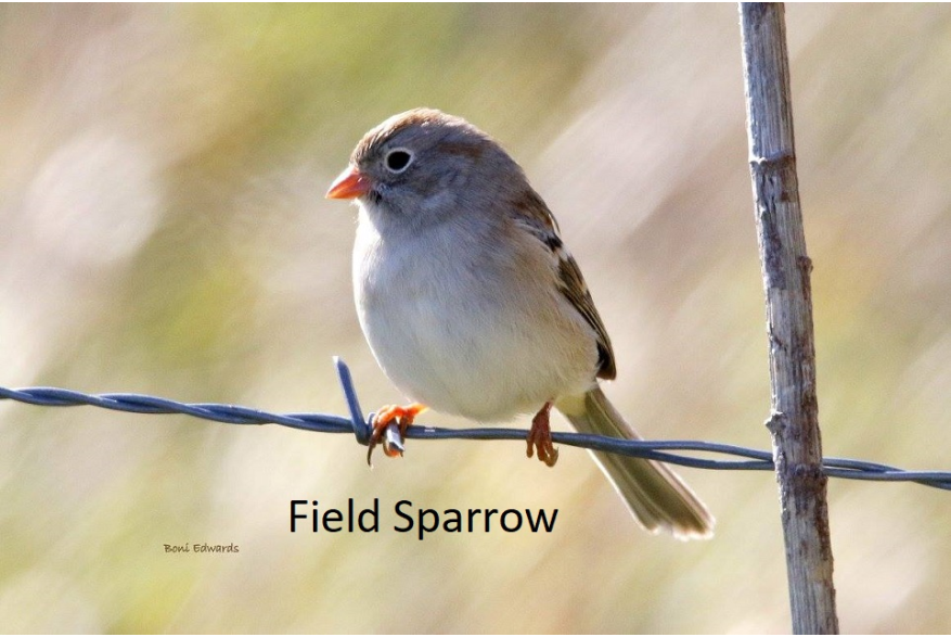 Field Sparrow Cottonwood Canyon Scenic Drive