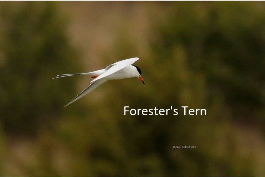 Foresters Tern Sandhills Scenic Drive