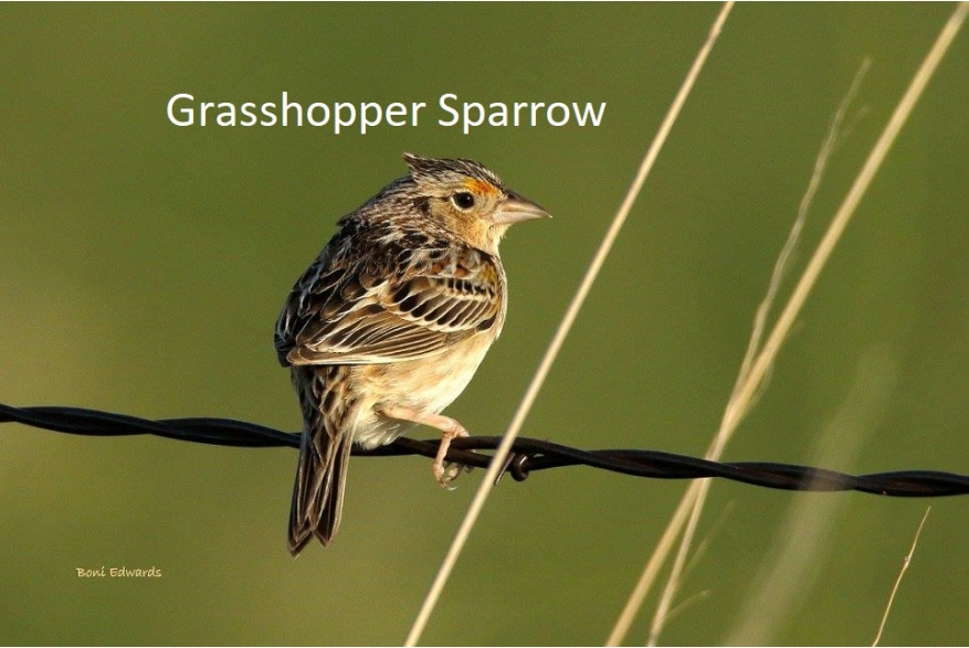 Grasshopper Sparrow Sandhills Scenic Drive